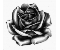  Nieuw!!! Plaktattoos tattoo voorbeeld Roos grijstinten 1